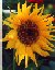 Auringonkukka